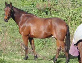 Bay Standardbred