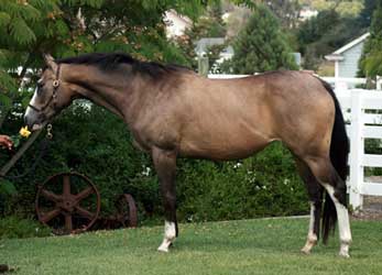Buckskin Thoroughbred