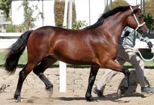 Bay Welsh Cob