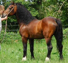 Bay Welsh Cob