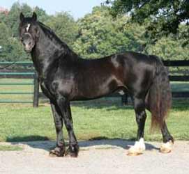 Black Welsh Cob