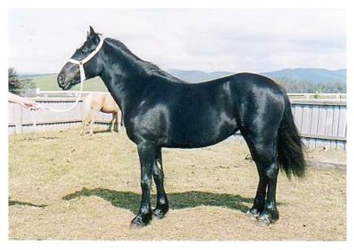 Black Welsh Cob