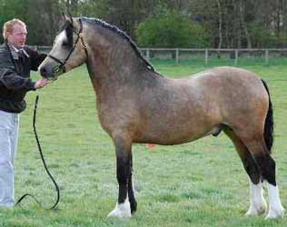 Buckskin Welsh Cob