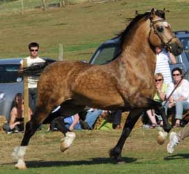 Buckskin Welsh Cob