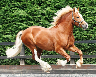 Chestnut Welsh Cob