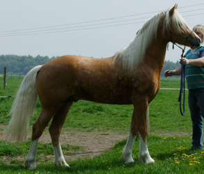 Palomino Welsh Cob