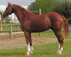 Chestnut Westfalen