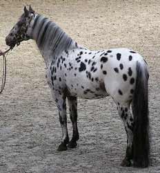 Appaloosa