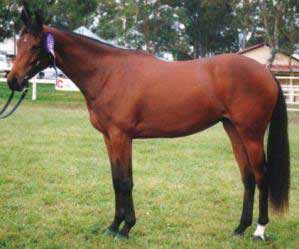 Bay Austalian Stock Horse