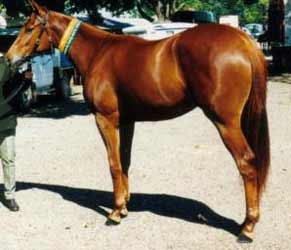 Chestnut Austalian Stock Horse