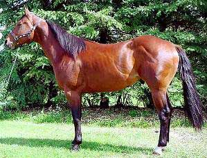 Bay Quarter Horse
