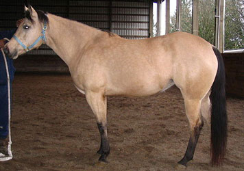 Buckskin Quarter Horse