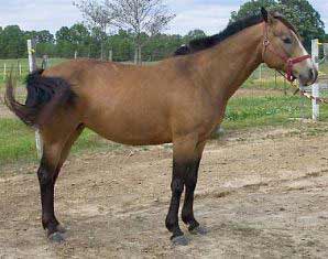 Buckskin Quarter Horse