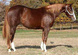 Chestnut Quarter Horse