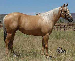 Palomino Quarter Horse
