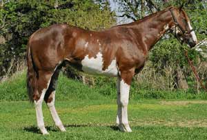 Pinto Quarter Horse